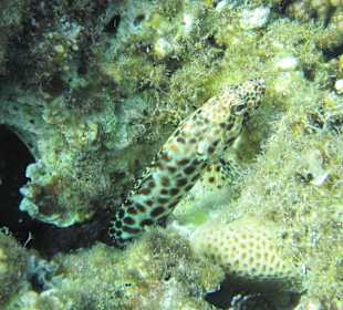 Junger Rostflecken-Zackenbarsch