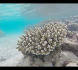 Insel Kagi