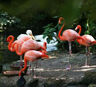 Flamingos