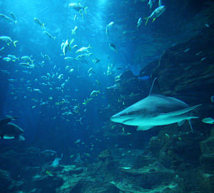 Requins Bassin central Océan