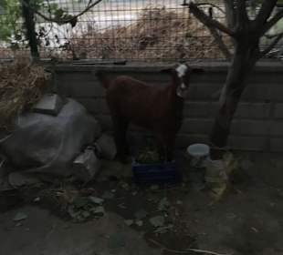 Stadtrundgang Dalaman