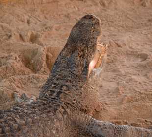 Lebt in Gefrangenschaft