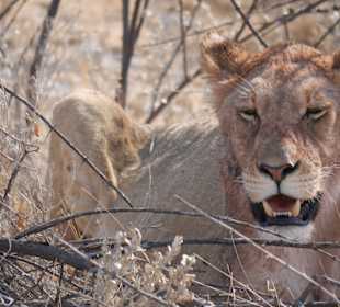 Etosha