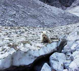 Die ganze Front Eis pur