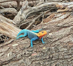 🦎