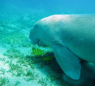 Seekuh (Dugong)