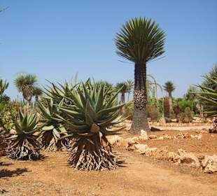 Bäume, wie aus der Steinzeit