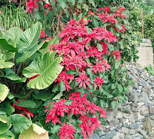 Weihnachtsstern an der Levada Nova