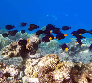 Хирурги на охоте - Hotel Tropitel Sahl Hasheesh