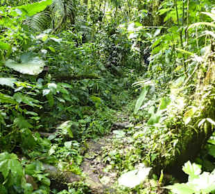 Wanderung durch den Nebelwald/Regenwald