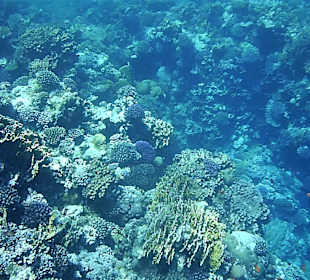 Schnorcheln am Riff vom Magic Tulip Resort (02/2018)