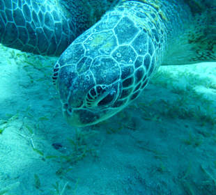 Abou Dabab (Marsa Alam)