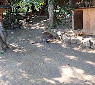 Wildpark Osterzgebirge