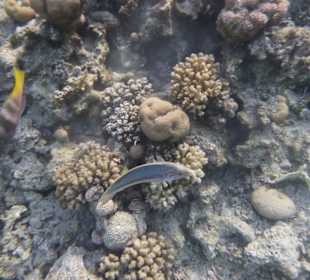 Schnorcheln Makadi Bay