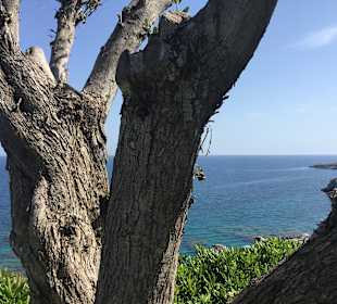 Strand Oasis
