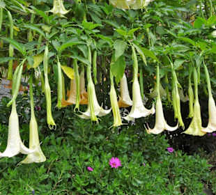 Impressione aus dem Parque de Santa Catarina