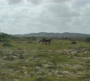 Boa Vista I.A.