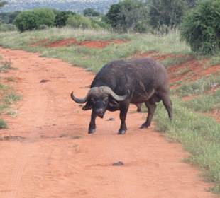 Büffel im Tsavo West