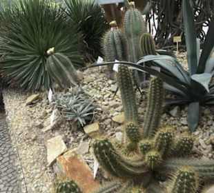 Wüstenpflanzen -  Alter Botanischer Garten