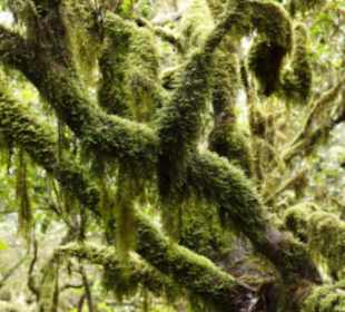 Nationalpark Garajonay