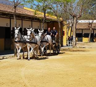 Karthäuser Gestüt Jerez