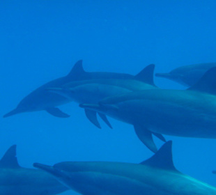 Satayi Dolphin House