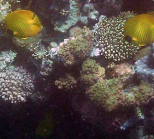 Schöne Unterwasserwelt