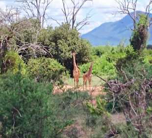 Geführte Touren Marco Polo Tours & Safaris Diani Beach