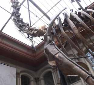 Museum für Naturkunde
