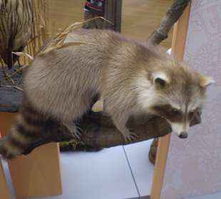 Zoologisches Forschungsmuseum Alexander Koenig
