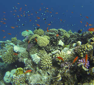 "Gewusel" über Korallenplateau 