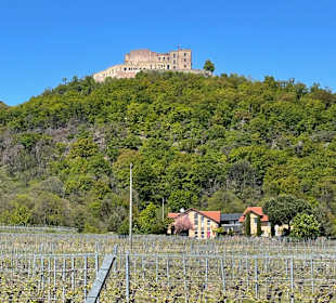 Schloss Hambach 