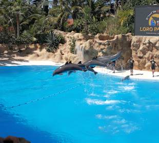 Loro Parque 