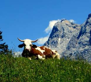 Die Zugspitze von der Tuftl-Alm aus gesehen