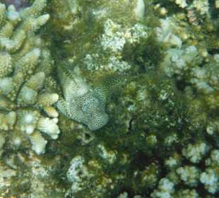 Hausriff Arabia Azur Resort