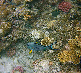 Schnorcheln Marsa Alam