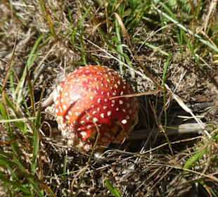 Bei unserer Wanderung zur Harlachberger-Spitze
