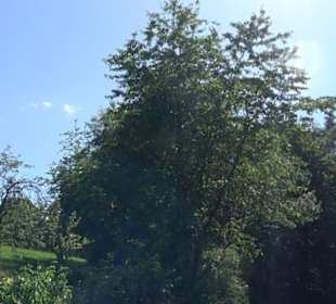 Eduard Lucas Musterobstgarten Mähringen