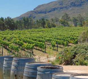 Cape Point Vineyards in Noordhoek