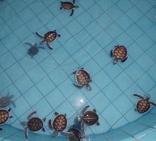 Schildkrötenaufzuchtfarm
