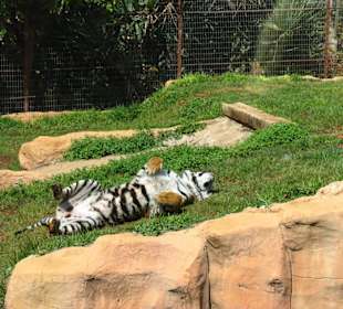 Tiger bei der Siesta