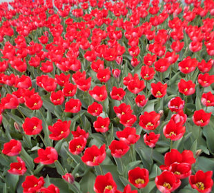 Blumenpracht im Keukenhof
