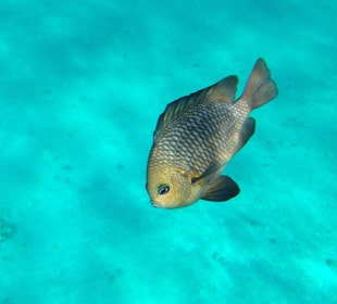 Hausriff - iPhone 5 im DiCAPac Plastik Case