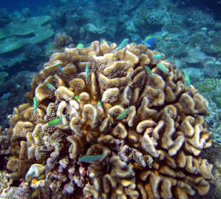 Faszinierende Unterwasserwelt