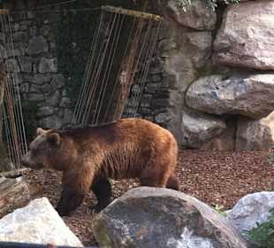 Mamma Orso va verso i cuccioli
