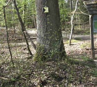 Waldsportpfad im Wasenwald