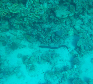 Schnorcheln Marsa Alam