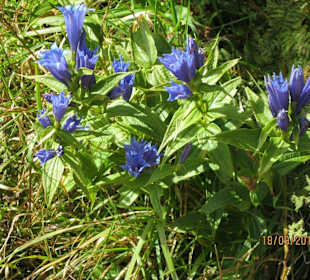 Enzian in den Bergen