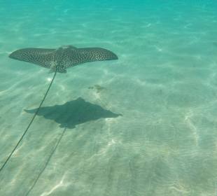 Schnorcheln Marsa Alam