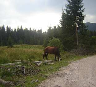 Parcul Natural Apuseni